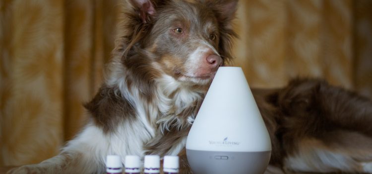 Perro delante de un humidificador